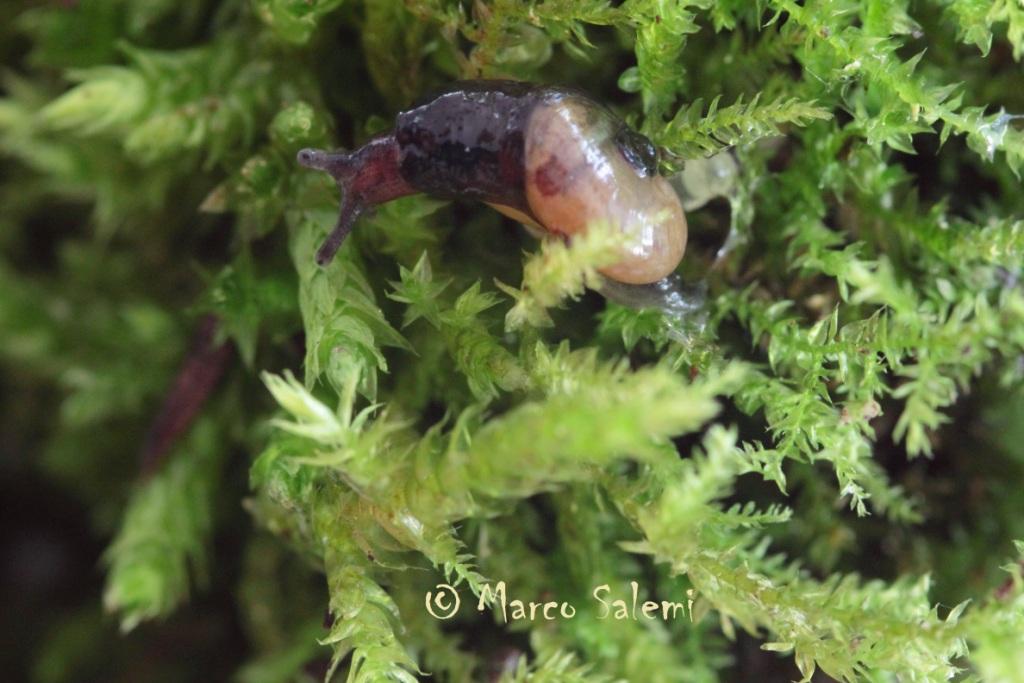 Vitrinidae, Semilimax o Eucobresia ?